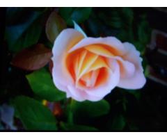 💕 Spend Your Time Wisely 💕 - 2