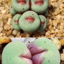 Kansas City Female Escorts