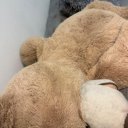 Fort Myers Female Escorts