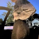 Victoria Female Escorts