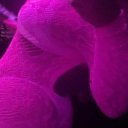 Palm Springs Female Escorts