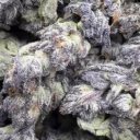 Central Jersey Female Escorts