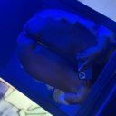 Shreveport Female Escorts