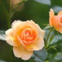 Austin Female Escorts