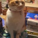 Manhattan Female Escorts