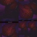 Cincinnati Female Escorts