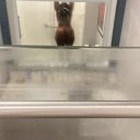 Shreveport Female Escorts