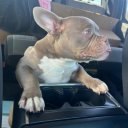 New York Female Escorts