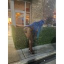 Savannah Female Escorts