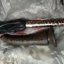 Newport News Female Escorts