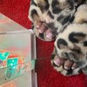 Monroe Female Escorts