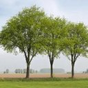 Galveston Female Escorts