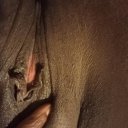 Little Rock Female Escorts